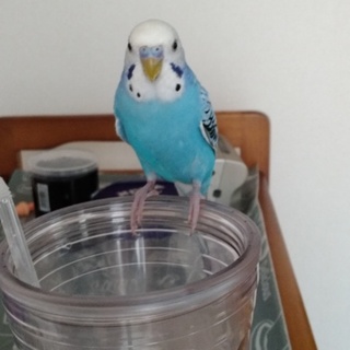 ありがとうございました。