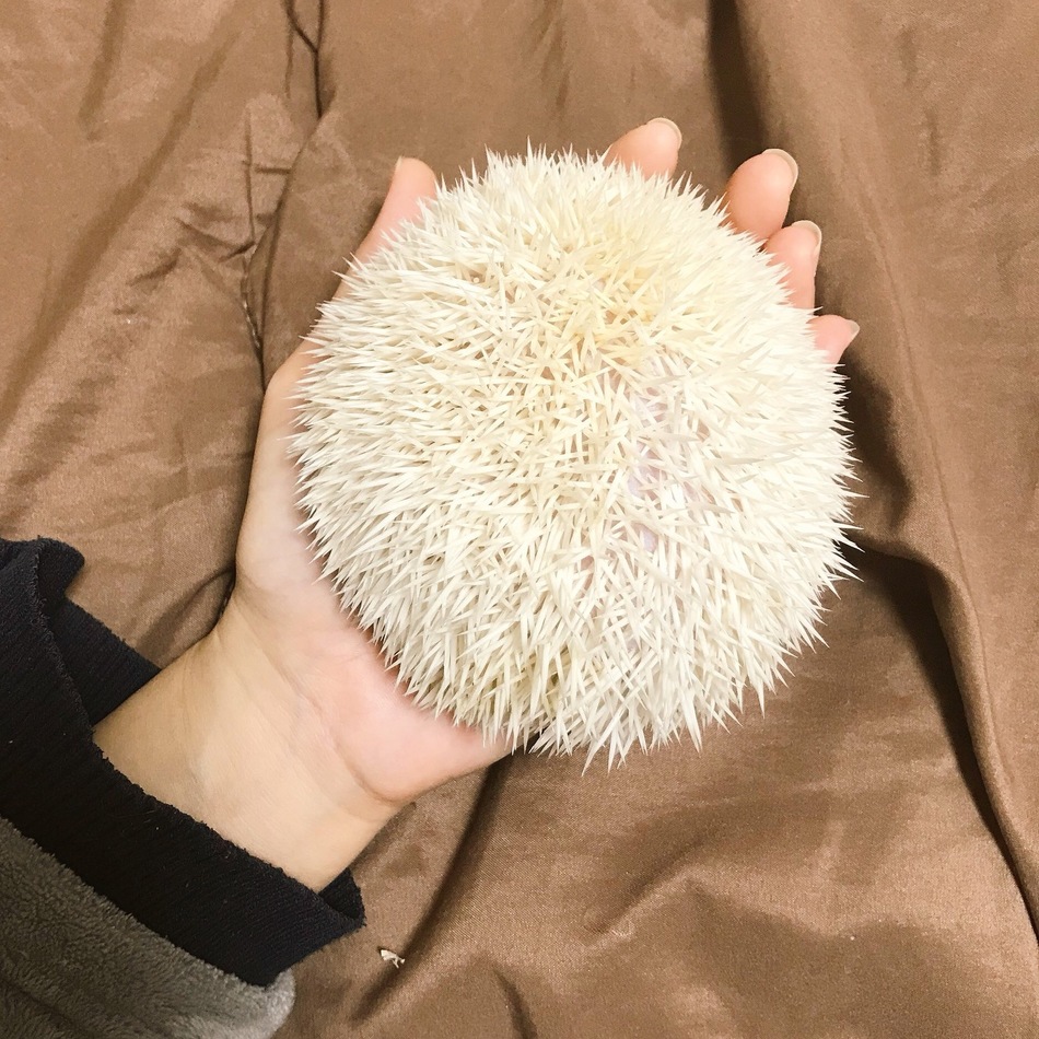 ぽぽのカバー写真