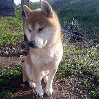 柴犬　優良血統の男の子　賞暦あり