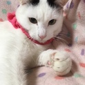 【印西市】カギ尻尾のマロくん
