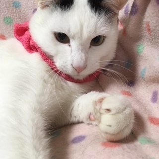 【印西市】カギ尻尾のマロくん