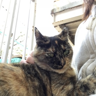 サビ猫ファンの方！