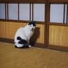 牛柄、鼻黒く、横になり丸くなるとハートマークが現れる
