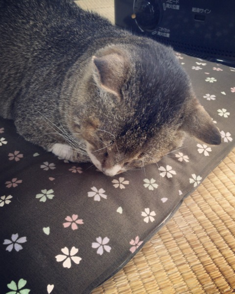 ドラ