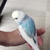 元気なオスのセキセイインコです！！ サムネイル2