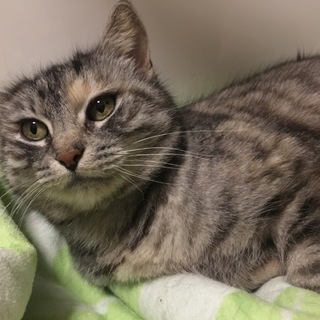 捨てられてしまったアメショ風甘えんぼシェリー