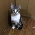 可愛い仔猫の里親さん募集！