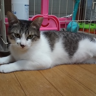 まんまるキジ白 ハイジ