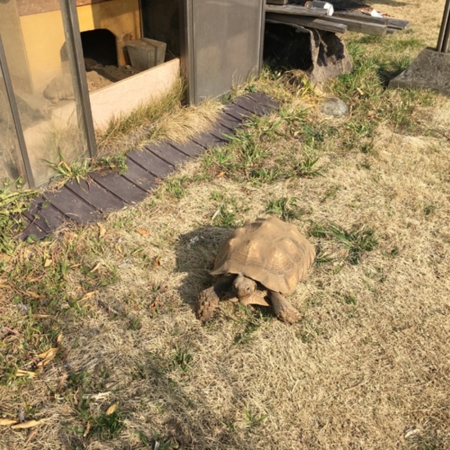 アニマル小僧のカバー写真