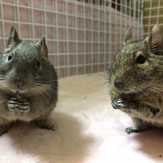 デグーの仲良し姉妹２匹