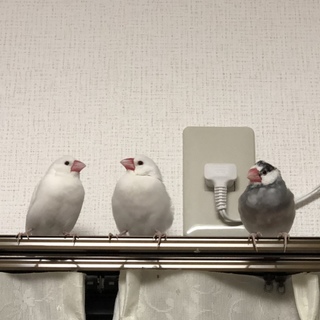 文鳥3羽里親様募集中