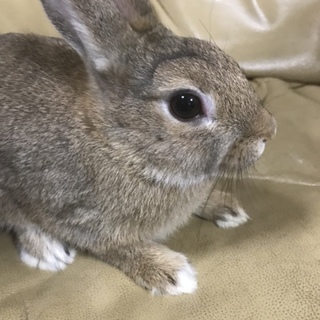 うさぎ 女の子 生後5ヶ月