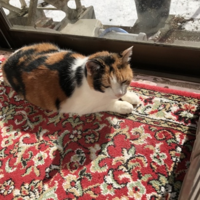yuhigのカバー写真
