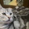 アメショ・ボス君・２歳