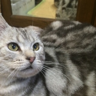 アメショ・ボス君・２歳