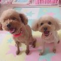大切に可愛いがっていただける里親さん募集します