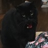 先住のクロちゃん