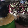 自宅のにゃんと息子