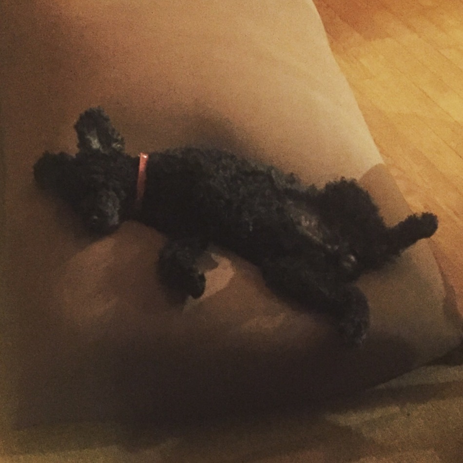 もっさんぬのカバー写真