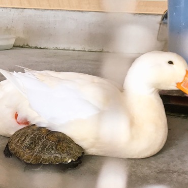 動物小屋お隣さん、アヒルと亀