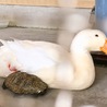 動物小屋お隣さん、アヒルと亀