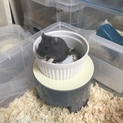 ハムスター 3ヶ月 アルビノ ブラック 金色 縞々