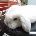 ロップイヤー  子ウサギ