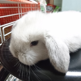 ロップイヤー  子ウサギ
