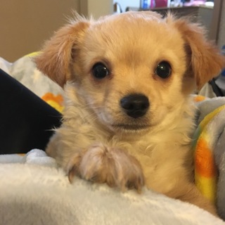 兄弟チワワの赤ちゃん