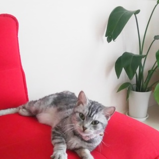 人懐こい女の子です。