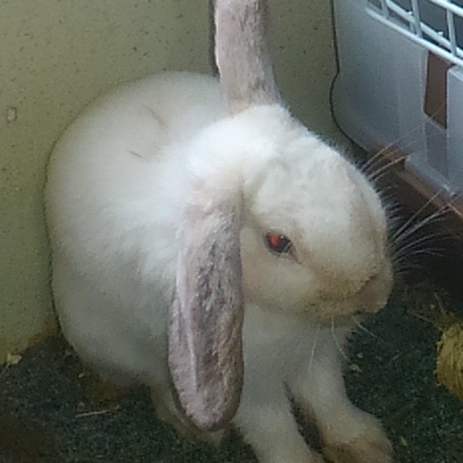 アルのカバー写真