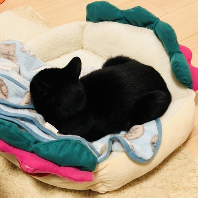 つっじーのカバー写真