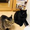 つっじー
