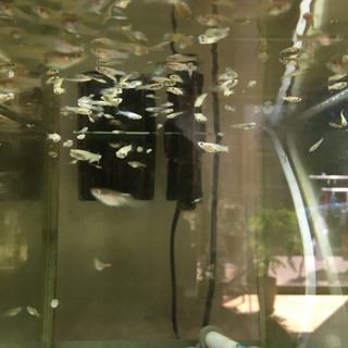 エンドラーズ エルシルバラード