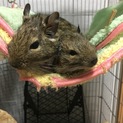 急再募集！★仲良しデグーのメンズ親子です★