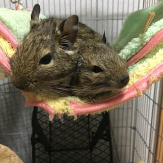 急再募集！★仲良しデグーのメンズ親子です★