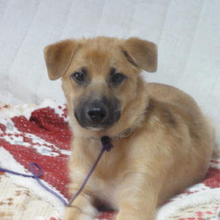 ４～５ヶ月子犬　ルール覚え始めてます！