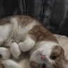 の写真