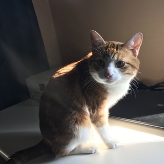 1歳のとてもおとなしい子です！