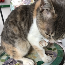 元の飼い主と感動の再会（；＿；）