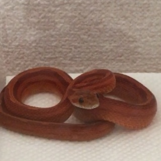 コーンスネーク 多数ご応募ありがとうございました！