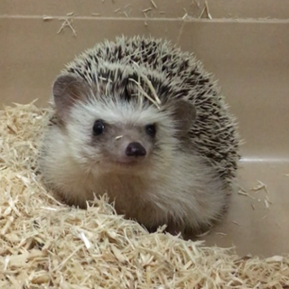 ハリネズミの里親を募集します