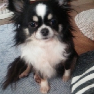 素敵なご家族が見つかりました