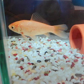 金魚1匹、性別不明( .. )