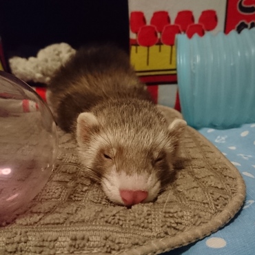 ゴンちゃん小さい時♡後ろにびび♡