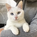 ブルーアイの白猫ちゃん