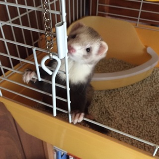 フェレット(♀)交渉中