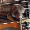 フェレット(♀)交渉中 サムネイル2