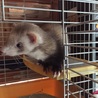 フェレット(♀)交渉中 サムネイル3