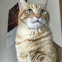 きなこ